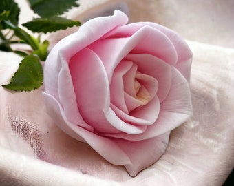 May include: A single, delicate pink rose with soft petals, resting on a white fabric background.