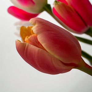 Bloem mal mal Tulp mal siliconen mal 3d mal bloem mal hars mal tulp siliconen mal 3d siliconen mal siliconen mal