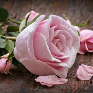Zeepmal, siliconen zeep mallen 3d bloemen roos, roos siliconen mal