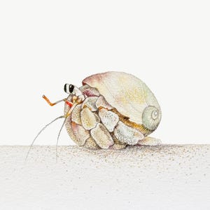 Stampa artistica giclée di granchio, decorazione per la casa sulla spiaggia