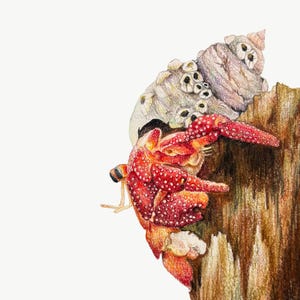 Stampa artistica giclée di paguro, decorazione per la casa in spiaggia
