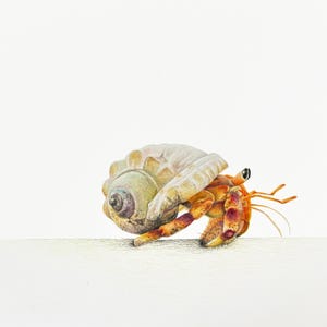 Stampa artistica giclée di paguro, decorazione per la casa