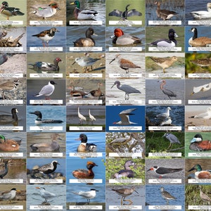 Guide des oiseaux aquatiques, des oiseaux de rivage et d'autres oiseaux aquatiques de l'Alabama l Téléchargement numérique instantané l 64 tirages photo l 4 x 6 po.