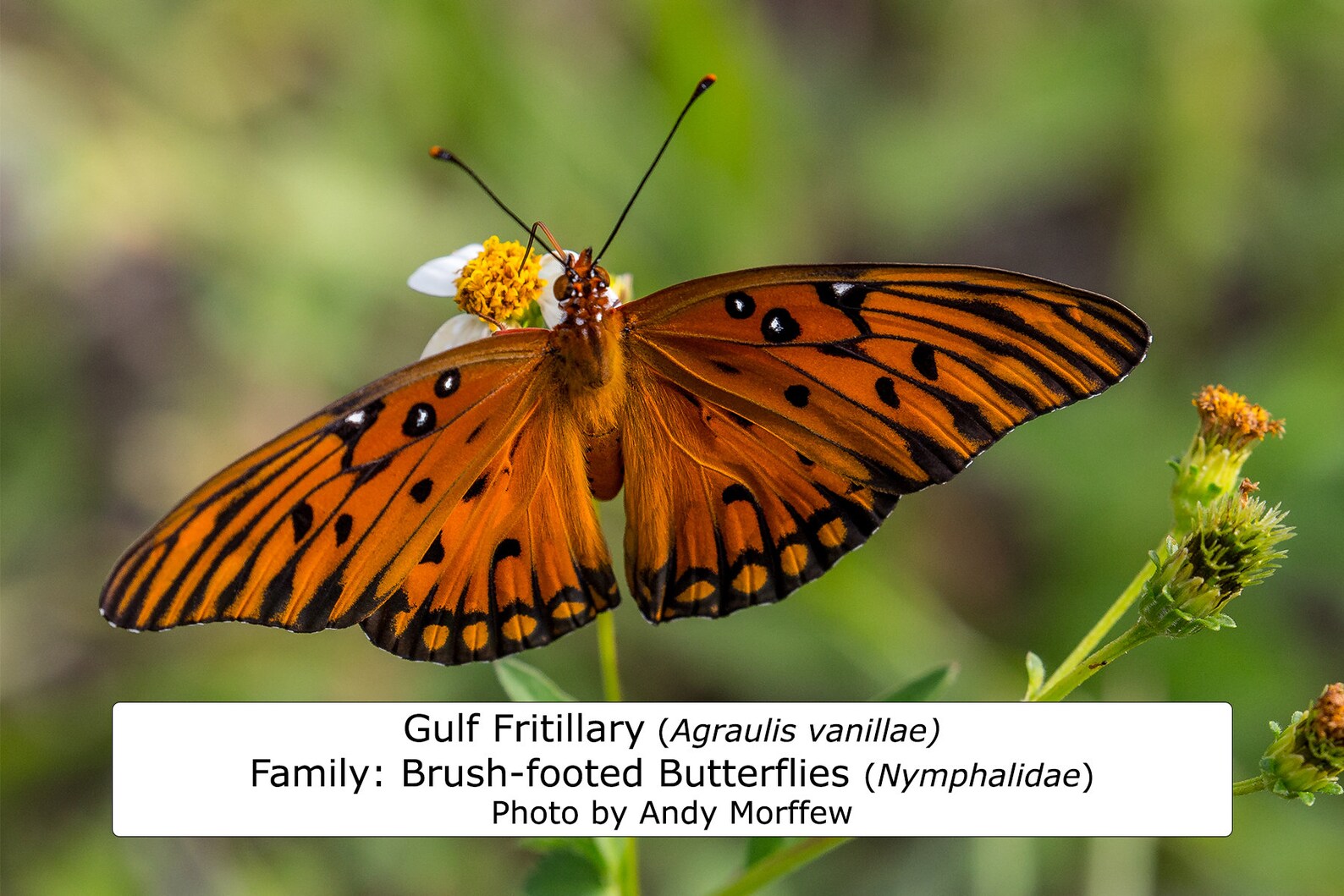 Texas Butterfly Guide / 64 Photo Prints 4x6 / Identify Etsy