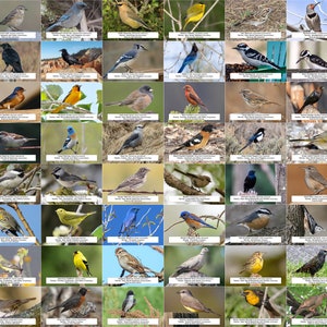 Colorado Bird Guide (Backyard Birds) l Instant Digital Download l 64 Photo Prints l 4x6&quot;