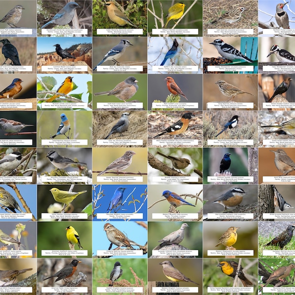 Colorado Bird Guide (Backyard Birds), 64 Photo Prints (size 4x6")