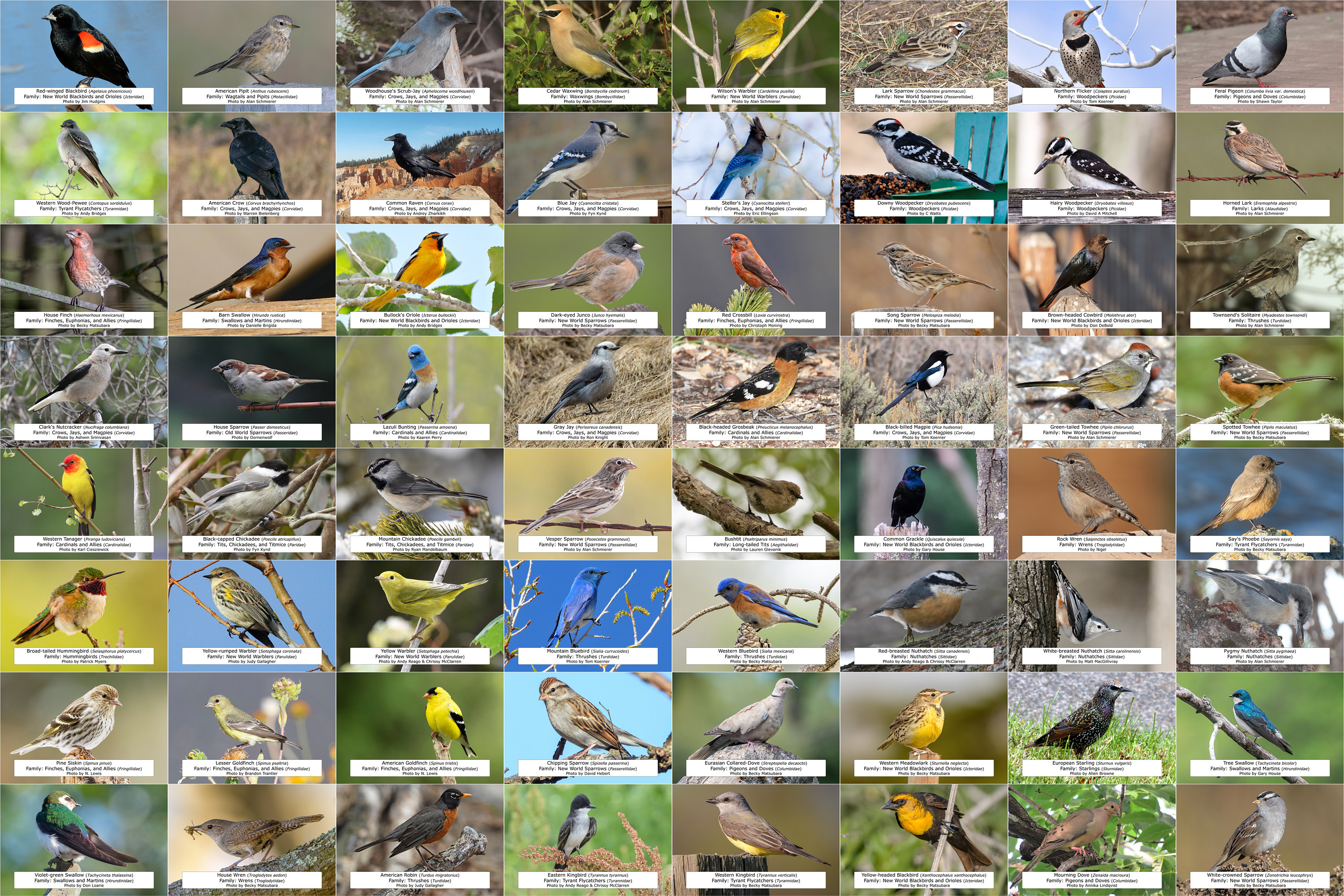Colorado Bird Guide (Backyard Birds) l Instant Digital Download l 64 Photo Prints l 4x6"