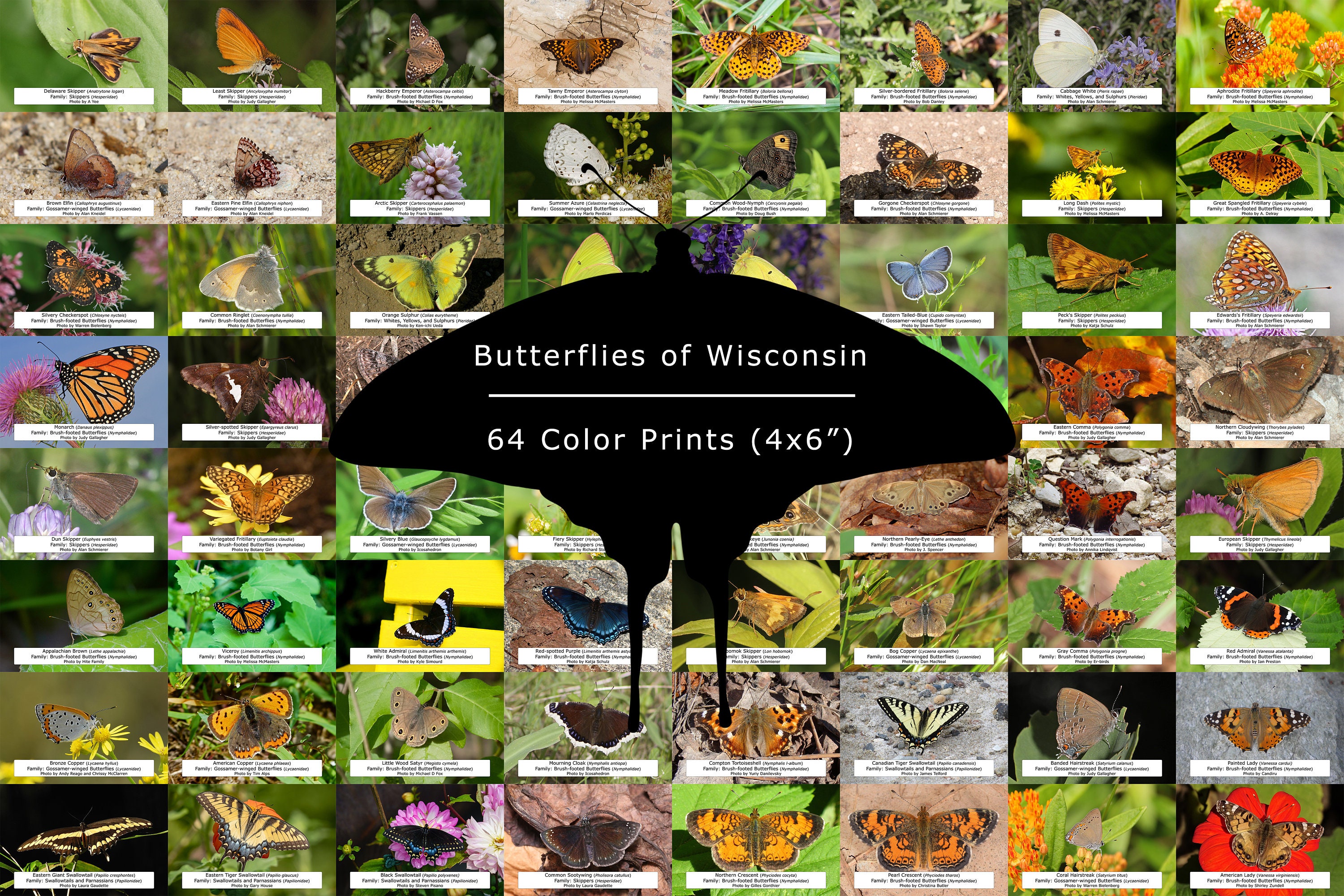 Wisconsin Butterfly Guide / 64 Photo Prints 4x6 / Etsy