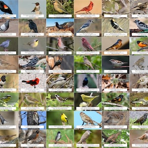 Ontario Bird Guide (Backyard Birds) l Instant Digital Download l 64 Photo Prints l 4x6"
