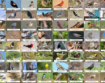 Ontario Bird Guide (Backyard Birds) l Sofortiger digitaler Download l 64 Fotodrucke l 10,5x15,5 cm