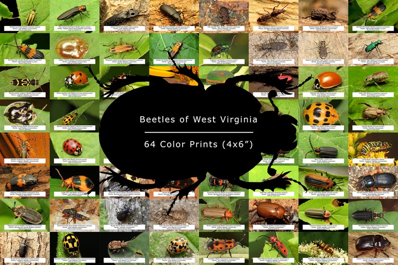 West Virginia Beetle Guide, 64 Photo Prints size 4x6 - Etsy