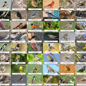 Guía de aves de Arkansas (aves de traspatio) l Descarga digital instantánea l 64 impresiones fotográficas l 4x6"