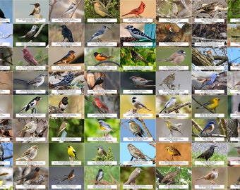 Arkansas Bird Guide - Etsy