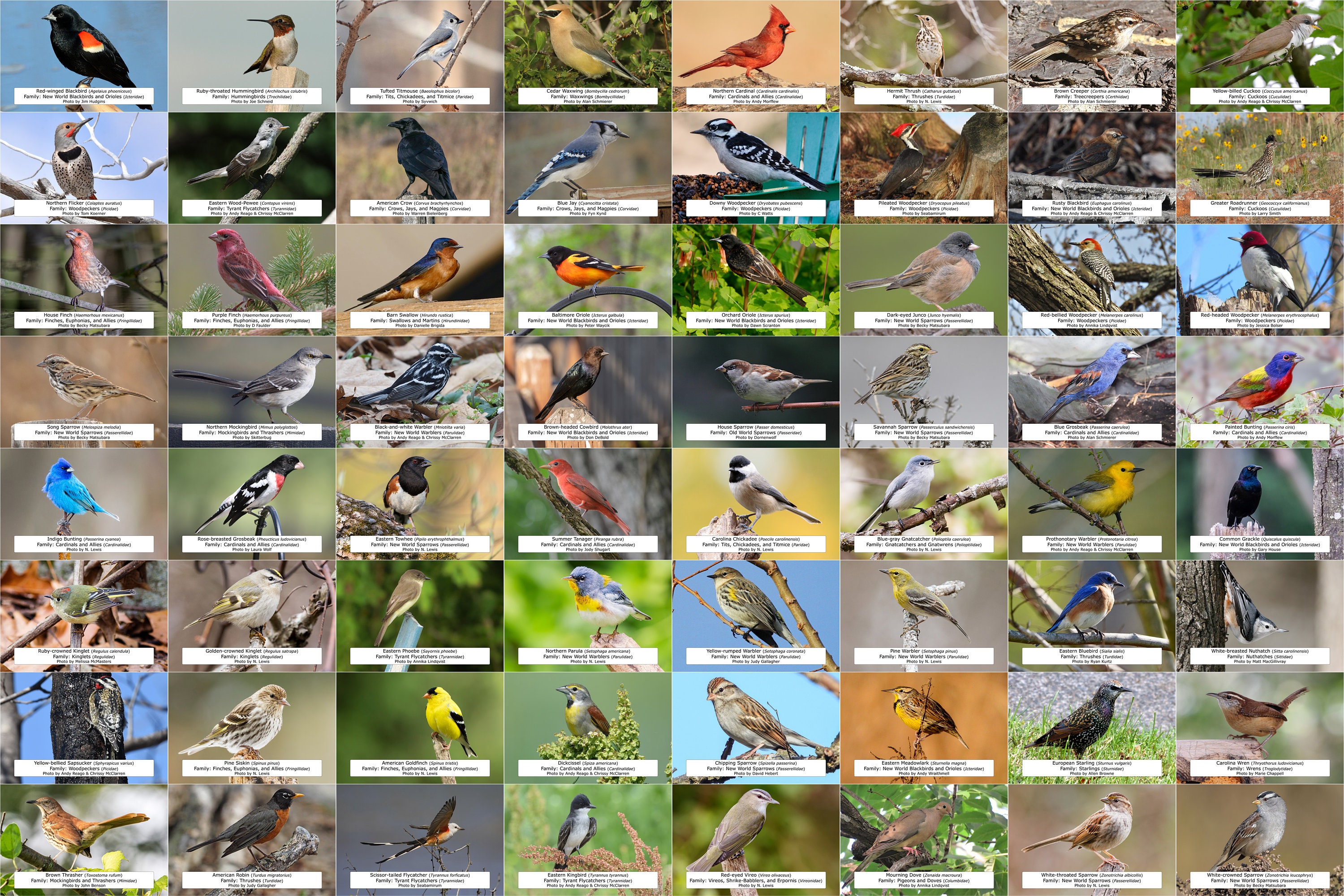 アーカンソー州鳥類ガイド（裏庭の鳥類） l インスタントデジタル