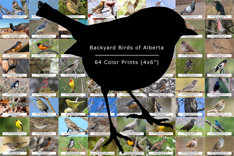 Alberta Bird Guide backyard Birds, 64 Photo Prints size 4x6 Etsy