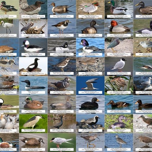 Guía de aves acuáticas, playeras y otras aves acuáticas de Quebec l Descarga digital instantánea l 64 impresiones fotográficas l 4x6"