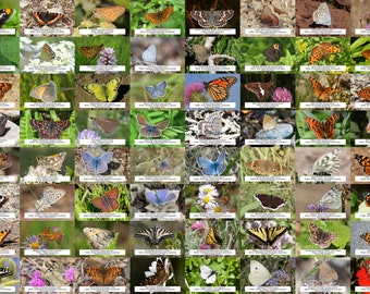 Oregon Butterfly Guide l Instant Digital Download l 64 Photo Prints l 4x6&quot;