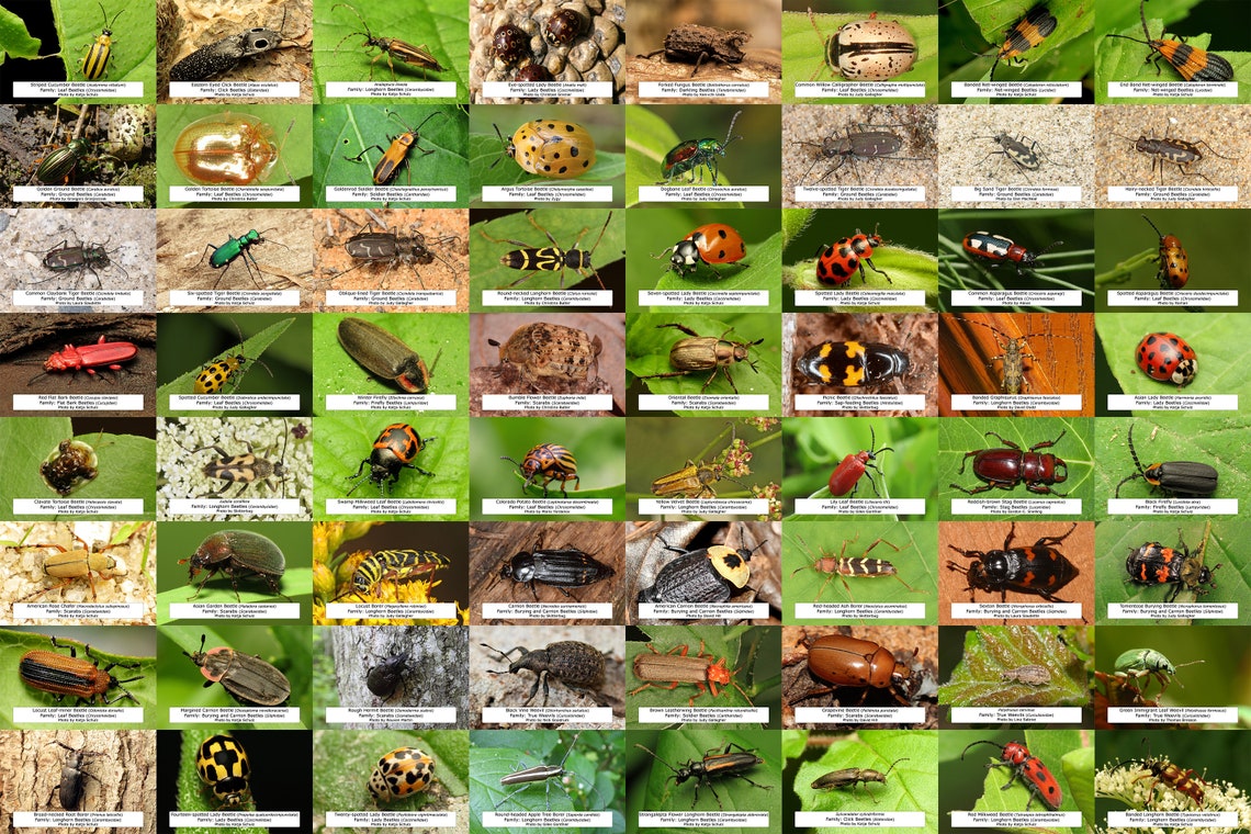 Maine Beetle Guide / 64 Photo Prints 4x6 / Identify Etsy