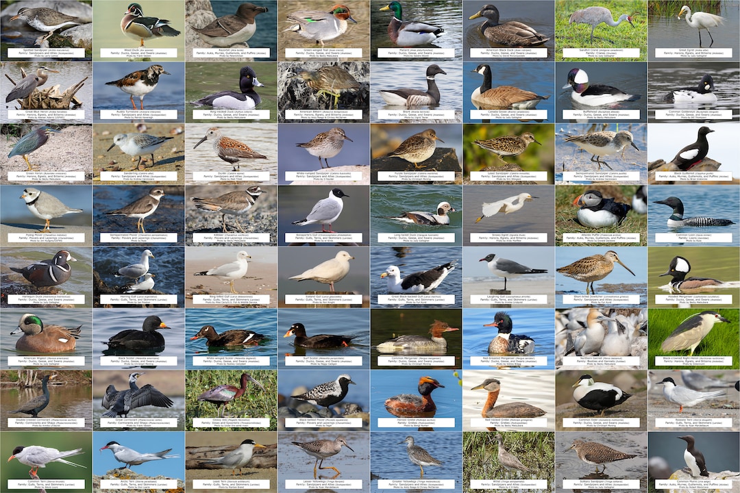 Maine Waterfowl Shorebirds and Other Water Birds Guide 64 Etsy