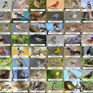 Guía de aves de Carolina del Sur (aves de traspatio) l Descarga digital instantánea l 64 impresiones fotográficas l 4x6"