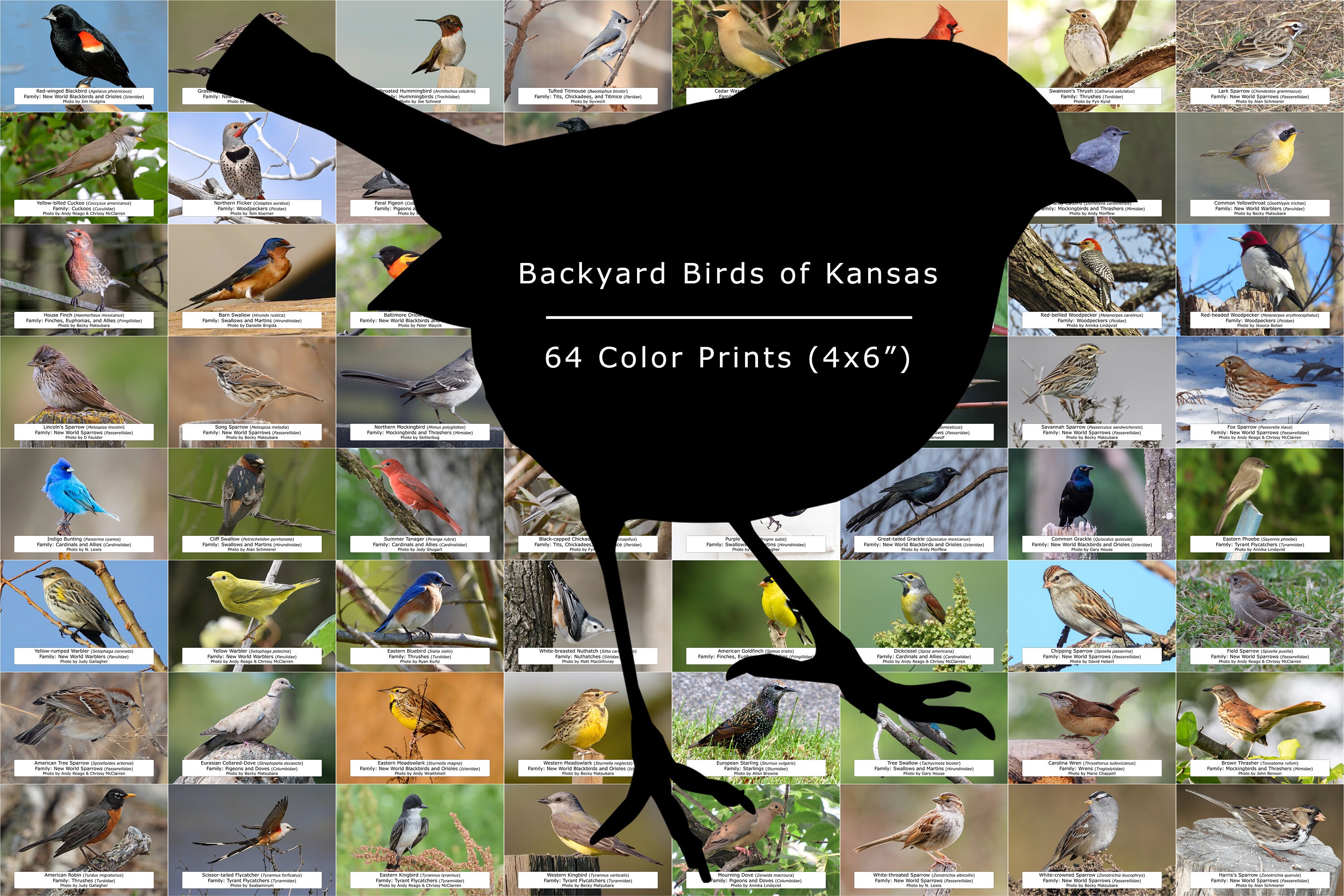 Kansas Bird Guide backyard Birds 64 Photo Prints size Etsy