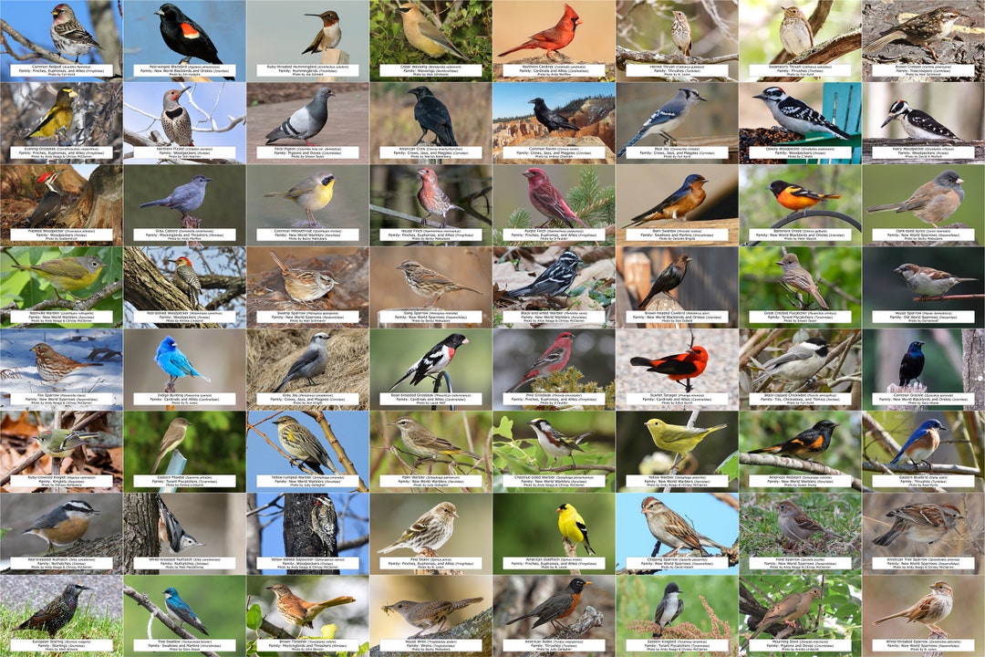 Minnesota Bird Guide (backyard Birds) L Instant Digital Download L 64 ...