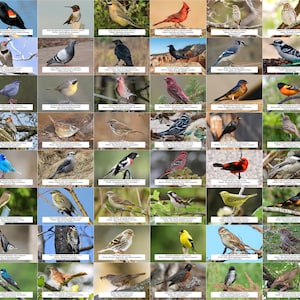 Guía de aves de Minnesota (Aves de jardín) l Descarga digital instantánea l 64 impresiones fotográficas l 4x6"