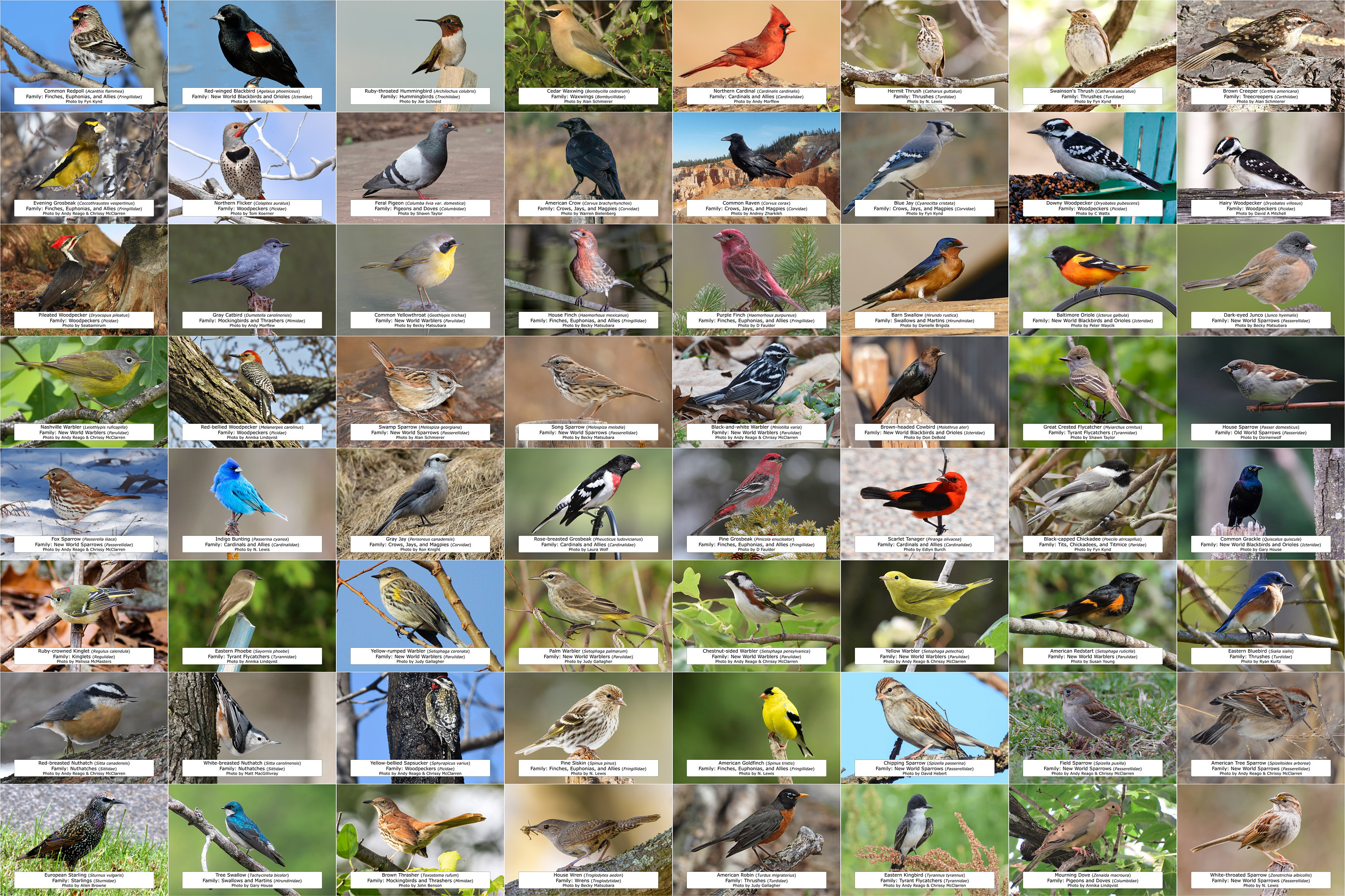 Minnesota Bird Guide backyard Birds, 64 Photo Prints size 4x6 - Etsy