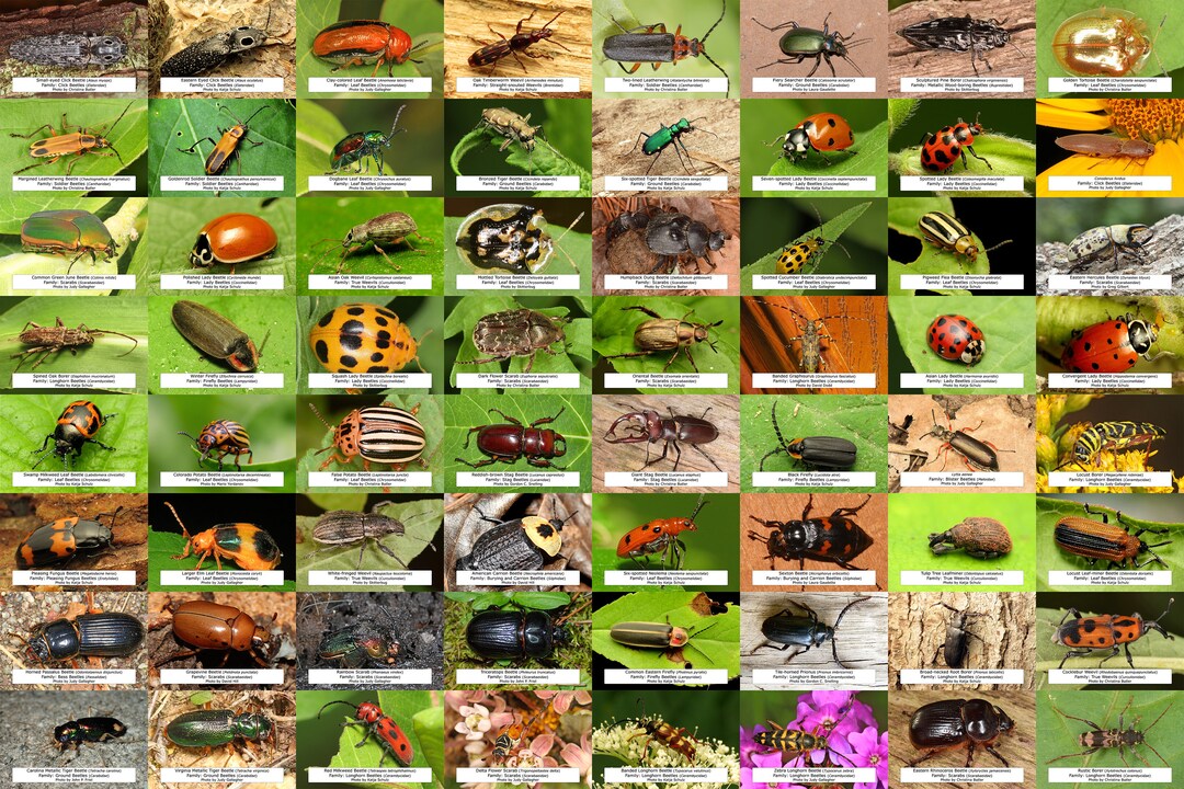 North Carolina Beetle Guide, 64 Photo Prints size 4x6 - Etsy