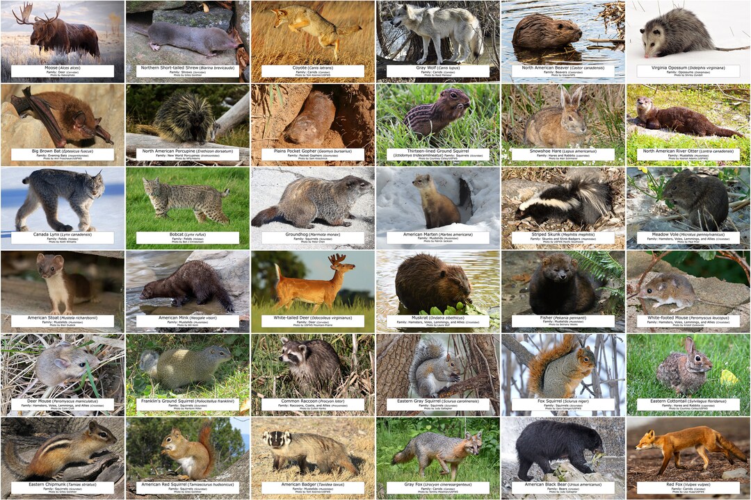 Minnesota Mammal Guide 36 Photo Prints size 4x6 Etsy