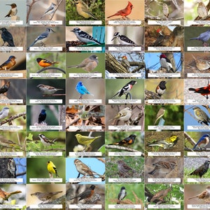 Guía de aves de Ohio (aves de traspatio) l Descarga digital instantánea l 64 impresiones fotográficas l 4x6"