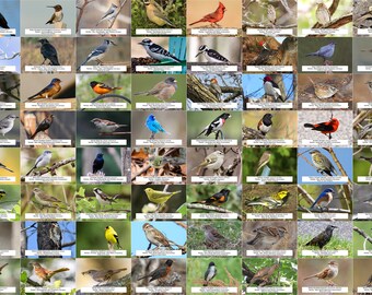 Ohio Bird Guide (Backyard Birds) l Sofortiger digitaler Download l 64 Fotodrucke l 10,5x15,5 cm