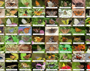 Ohio Butterfly Guide l Instant Digital Download l 64 Photo Prints l 4x6&quot;