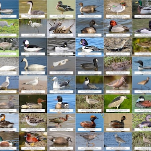 Colorado Waterfowl, Shorebirds, and Other Water Birds Guide l Instant Digital Download l 64 Photo Prints l 4x6&quot;