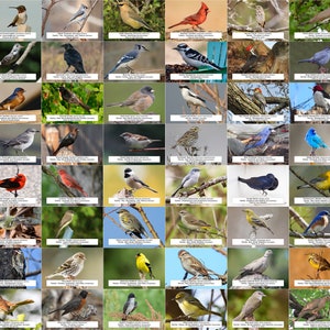 Guide des oiseaux de l'Alabama (oiseaux du jardin) l Téléchargement numérique instantané l 64 tirages photo l 4 x 6 po.