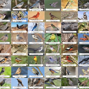 Guía de aves de Arizona (Aves de jardín) l Descarga digital instantánea l 64 impresiones fotográficas l 4x6"