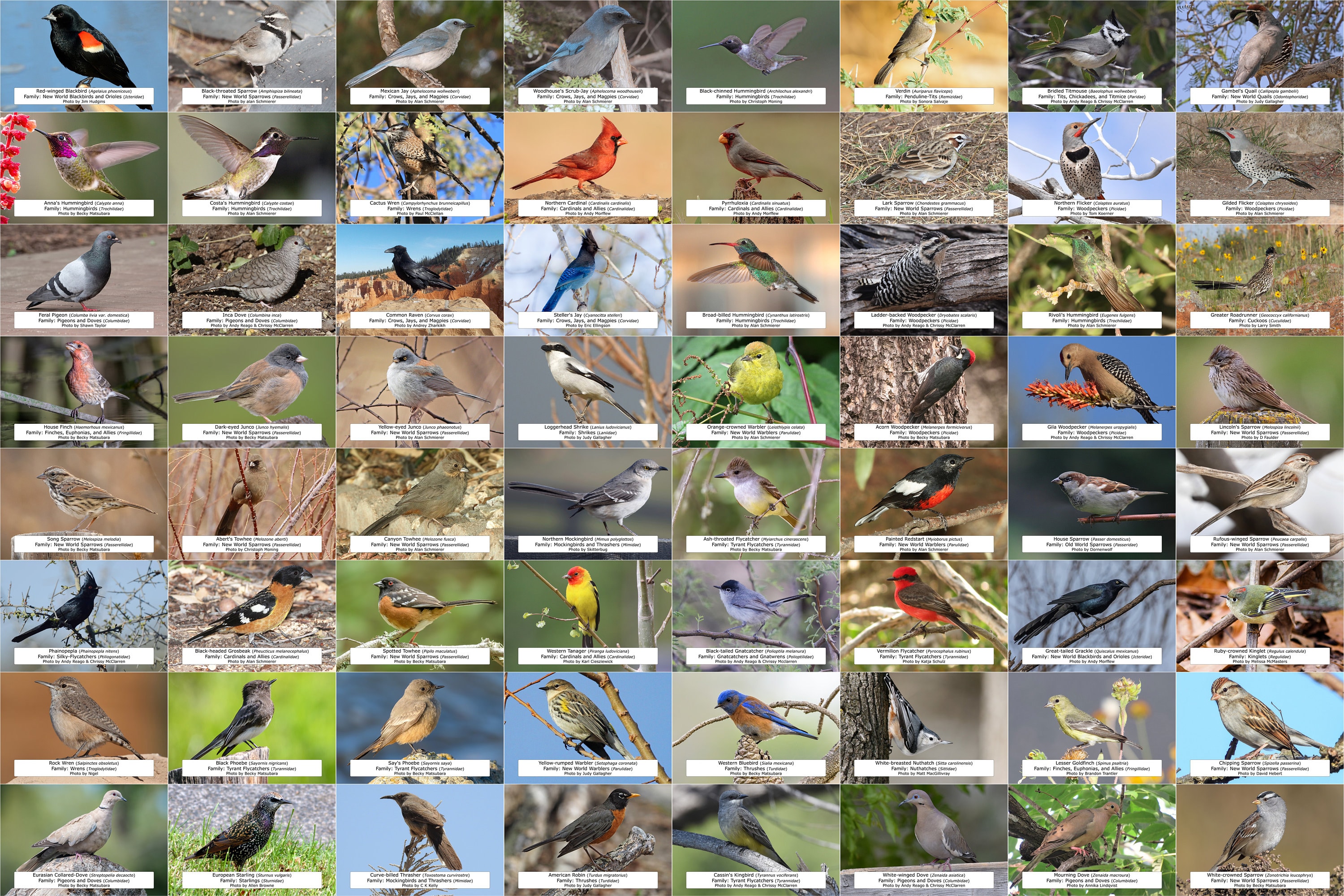 Arizona Bird Guide backyard Birds, 64 Photo Prints size 4x6 Etsy