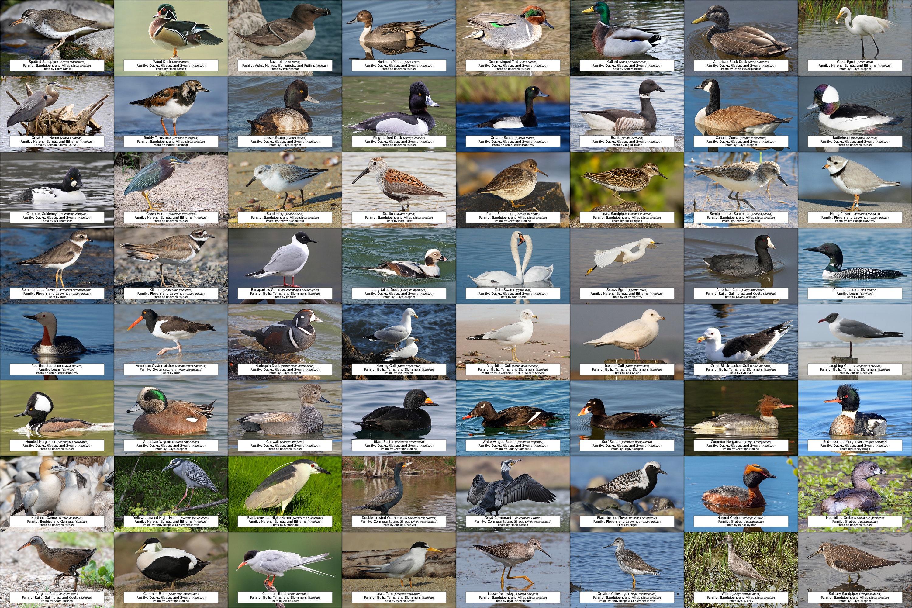 Massachusetts Birds Identifier