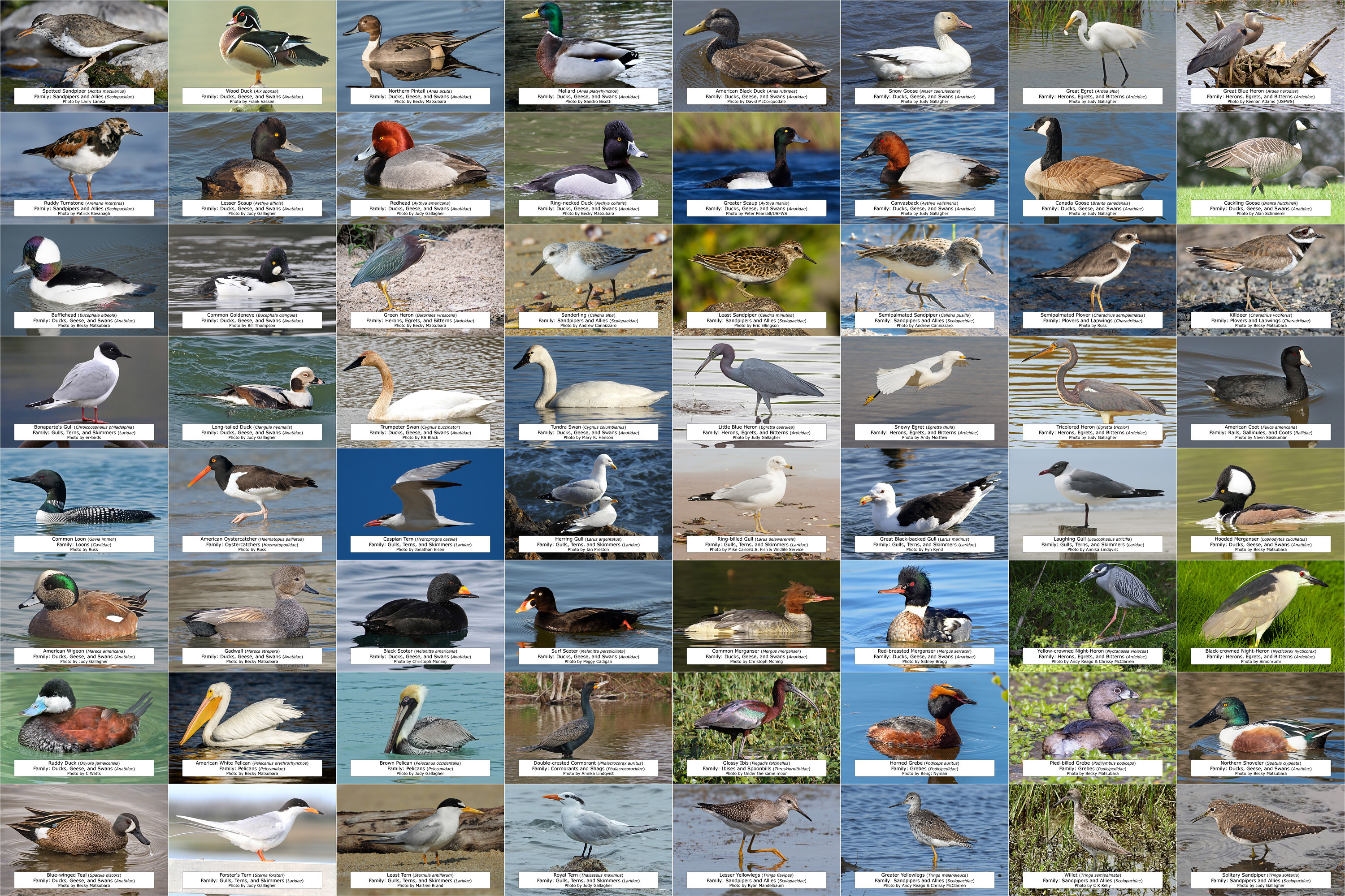 Maryland Wasservögel, Küstenvögel und andere Wasservögel l Sofortiger digitaler Download l 64 Fotoabzüge l 10,5x15,5 cm