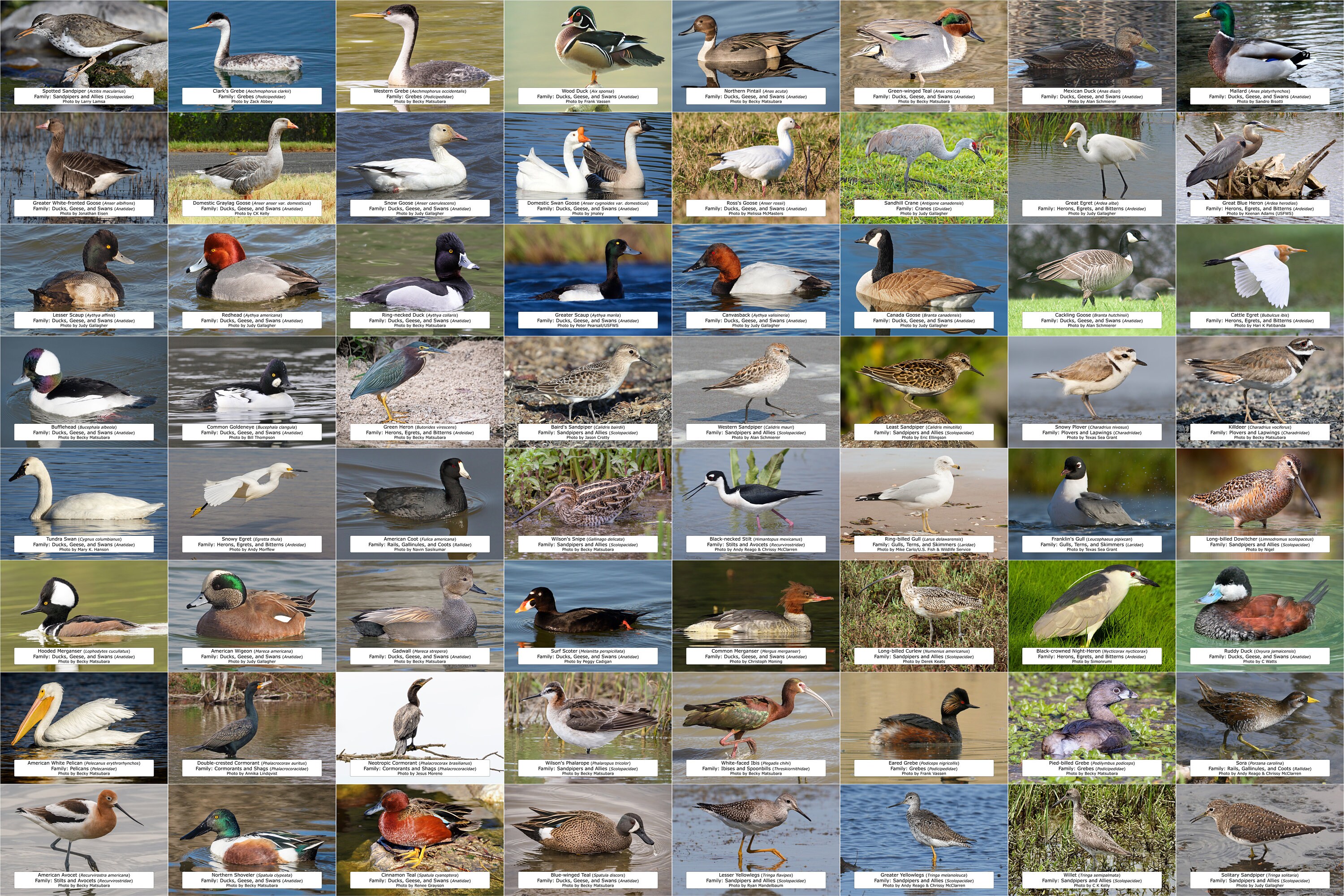 New Mexico Waterfowl Shorebirds and Other Water Birds Guide Etsy