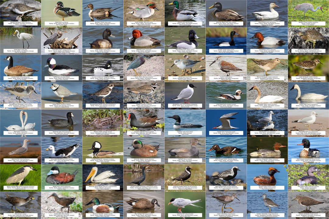 Michigan Waterfowl, Shorebirds, and Other Water Birds Guide, 64 Photo