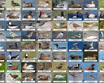 Michigan Waterfowl, Shorebirds, and Other Water Birds Guide l Instant Digital Download l 64 Photo Prints l 4x6&quot;