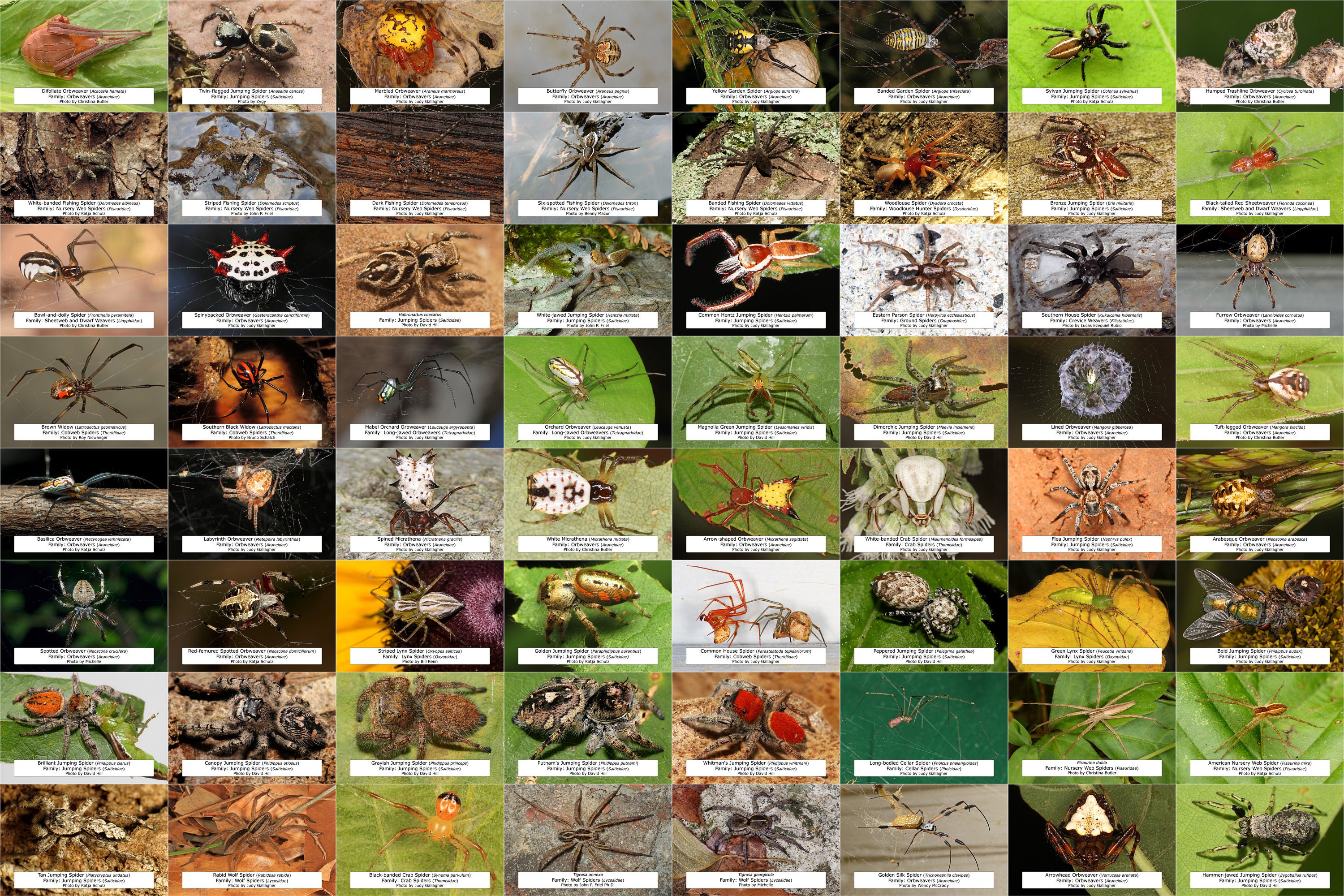 Common Spiders In North Carolina + Identification Guide!