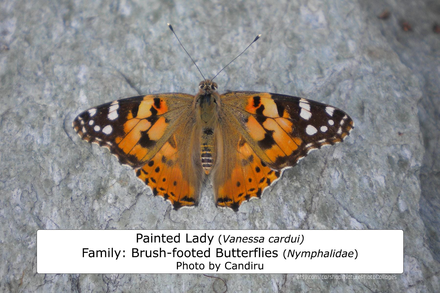 British Columbia Butterfly Guide L Instant Digital Download L 64