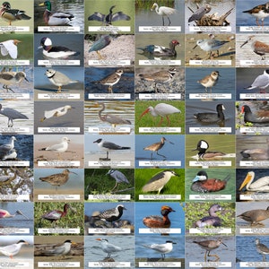 Guía de aves acuáticas, playeras y otras aves acuáticas de Carolina del Sur | Descarga digital instantánea | 64 impresiones fotográficas | 4 x 6 pulgadas