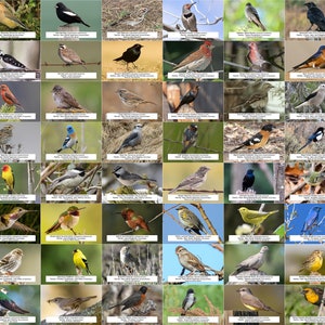 Guide des oiseaux du Wyoming (oiseaux de basse-cour) l Téléchargement numérique instantané l 64 tirages photo l 4 x 6 po.