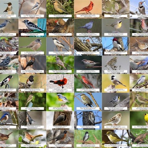 Guía de aves de Georgia (aves de traspatio) l Descarga digital instantánea l 64 impresiones fotográficas l 4x6"
