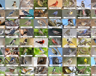 Georgia Bird Guide (Backyard Birds) l Sofortiger digitaler Download l 64 Fotoabzüge l 10,5x15,5 cm