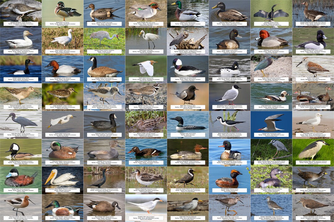 Tennessee Waterfowl Shorebirds and Other Water Birds Guide - Etsy Tennessee Waterfowl Shorebirds and Other Water Birds Guide - Etsy