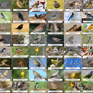 Guía de aves de Idaho (aves de traspatio) l Descarga digital instantánea l 64 impresiones fotográficas l 4x6"